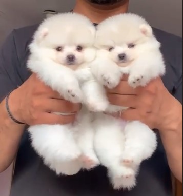 toy pomeranian male puppies for sale in pune