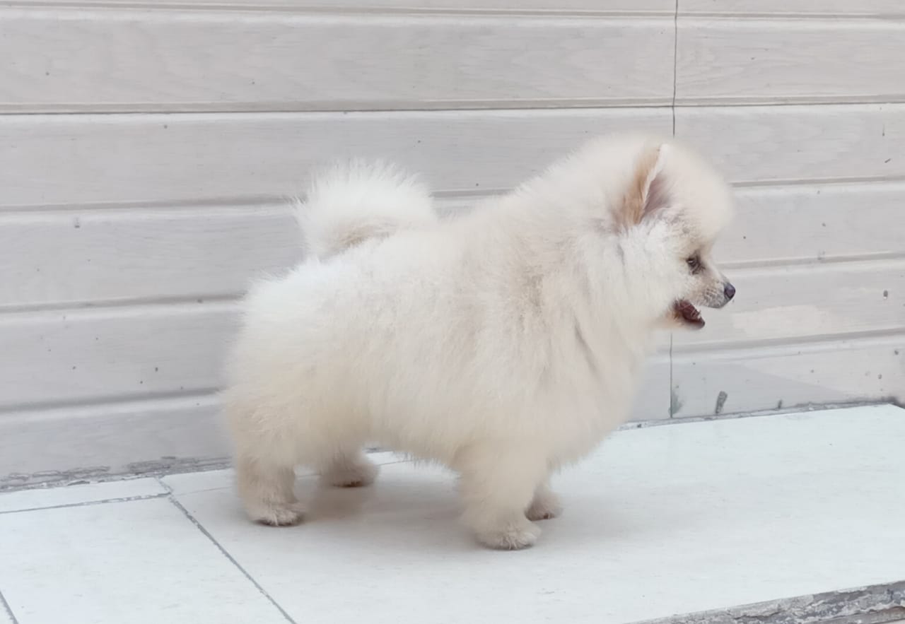 toy pomeranian price in india