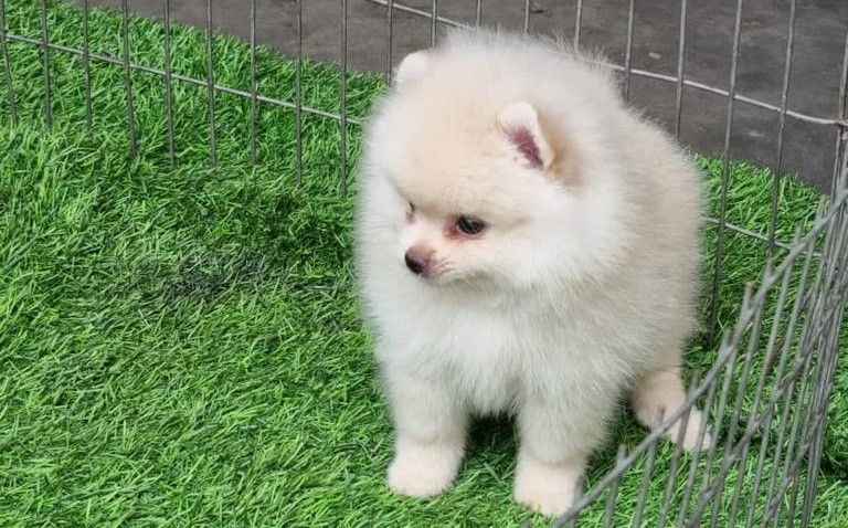 Toy Pomeranian dog kennel in Aurangabad