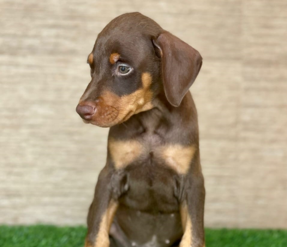  doberman dog price in thane