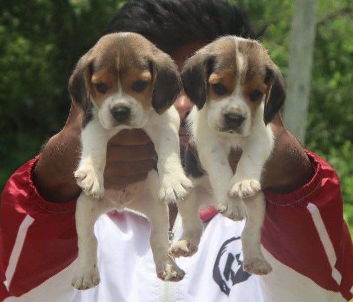  beagle puppies for sale in nashik